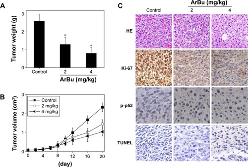 Figure 6 In vivo antitumor efficacy and action mechanisms of ArBu.