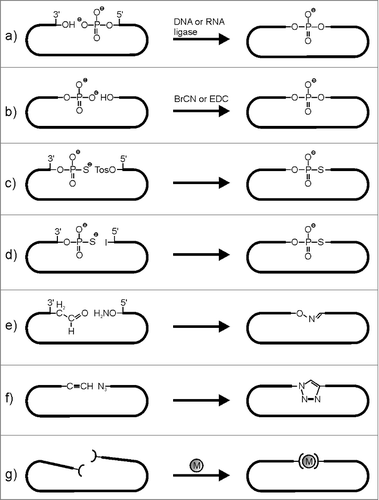 Figure 1. Oligonucleotide circularization strategies. (a) enzymatic ligation of a 5′-phosphate with a 3′-OH terminus; (b) chemical ligation of a phosphate with OH-terminus (the 5′- or the 3′-end can be phosphorylated); (c) chemical ligation of a 3′-thiophosphate with a tosylated 5′-end; (d) chemical ligation of a 3′- thiophosphate with a iodinated 5′-end; (e) chemical ligation of a 3′-aldehyde with a 5′oxoamine (oxime circularization); (f) chemical ligation of a 5′- or 3′-azide with a 3′- or 5′- alkyne (Click circularization); (g) circularization by metal chelation (M = Zn2+ or Fe2+, ( = terpyridine).