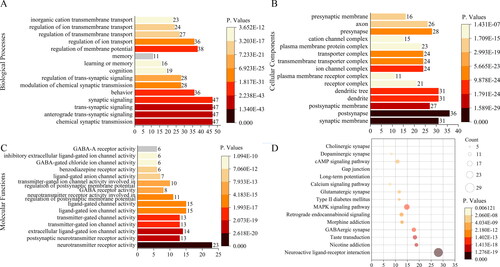 Figure 4. Enrichment analysis of potential targets from main active ingredients of cannabis. (A) Gene Ontology terms for molecular function. (B) Gene Ontology terms for biological process. (C) Gene Ontology terms for cellular component. (D) KEGG pathways.