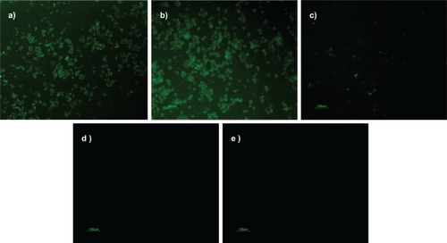 Figure 5 Transfection efficiency of nanoparticles on Neuro2a cells after 4 hours of incubation at 37°C and 5% CO2: a) PEGylated-chitosan-TPP:siGLO nanoparticles; b) chitosan-TPP:siGLO nanoparticles; c) siGLO only (negative control); d) chitosan-TPP nanoparticles (negative control); e) cells only (negative control)Abbreviation: TPP, sodium tripolyphosphate.