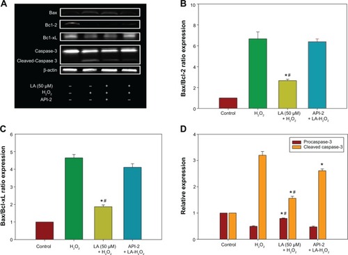 Figure 5 Western blot analysis of R-LA on Bax, Bcl-2, Bcl-xL, procaspase-3, and cleaved caspase-3 expression in NG108-15 cells.Notes: The apoptotic protein and caspase expression was validated by pretreatment of API-2 (10 μM) or Wortmannin (0.5 nM) for 1 hour prior to R-LA and H2O2 exposure. (A) Western blotting: lane 1, DMEM control; lane 2, H2O2 (400 μM); lane 3, R-LA + H2O2 + API-2 (10 μM); lane 4, R-LA + H2O2 (400 μM). (B) Pretreatment with R-LA reduced Bax/Bcl-2 ratio. (C) Pretreatment with R-LA attenuated Bax/Bcl-xL ratio. (D) Bar chart represents procaspase-3 expression and cleaved caspase-3 following pretreatment with R-LA. β-actin was used as housekeeping protein. Values are means ± standard error (n=4). *P<0.05 versus H2O2, # P<0.05 versus API-2, significantly different as shown.