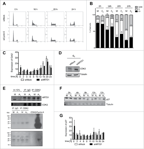 Figure 4. Reduced functional activity of the cyclin E/Cdk2 complex and the consequent increase in p27 levels account for the reduced cell cycle entry in ARTD1-depleted T24 cells. A) FACS analysis of synchronized siMock, siARDT1 and siCyclin E-treated cells during cell cycle progression. B) Quantification of cell cycle analysis after knockdown of cyclin E (CE) shown in C. Data represent mean ± SD of n = 3 independent experiments and was analyzed by 2-way-ANOVA followed by a Bonferroni post-test for the G1 and S phase. *P< 0.05; **P<0.01 CE statistically different to corresponding siMock (M)-treated cells at the same time point. C) qPCR analyses of Cdk2 in siMock and siARTD1-treated samples (n = 4). D) Western blot analysis of Cdk2 in synchronized siMock (M) and siARTD1 (A1)-treated cells. E) Activity assay of Cdk2-cyclin E, immunoprecipitation of Cdk2 at 12 h after re-entry into the cell cycle (upper panel) and radioactive assay with immunoprecipitated Cdk2 or IgG control. Radioactive ATP was used for the assay (lower panel). F) Western blot analysis of p27 protein levels in control and siARTD1 samples (n = 2). G) qPCR analysis of p27KIPin siMock and siARTD1-treated samples.
