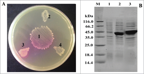 Figure 1. Functional expression of the recombinant creatinase in Escherichia coli. (A) Visualized analysis of the active recombinant creatinases with an indicator plate that containing creatine and phenol red. One, Lactobacillus reuteri CICC6124 (an acid urease producing strain)Citation11; 2, E. coli BL21 (pET20b) (control); 3, E. coli BL21A (containing the creatinase gene from Arthrobacter nicotianae 23710); 4, E. coli BL21P (containing the creatinase gene from P. putida KT2440). (B) SDS-PAGE of the recombinant creatinases. Lanes 1, 2 and 3 are the intracellular supernatants of the recombinant strains E. coli BL21 (pET20), E. coli BL21P and E. coli BL21A10, respectively.