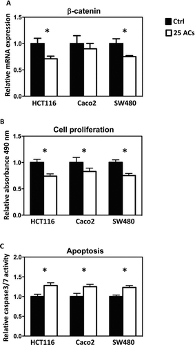 FIG. 5 Anthocyanins (ACs) decreased the mRNA expression of β-catenin in HCT116 and SW480 cells (A). This is accompanied by decreased cell proliferation (B) and increased apoptosis (C). * P < 0.05.