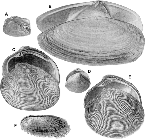 Fig. 3  Reproductions of illustrations of New Zealand marine molluscan type specimens, from Smith (1874), at published size. (A) Smith's pl. 3, fig. 3, Irus (Notirus) reflexus (Gray, 1843), not a type, “Fig. 3 on pl. 3 appears to represent a species intermediate between reflexa and V. siliqua Desh.”. (B) Smith's pl. 2, fig. 5, Vanganella taylori Gray, April 1853 [= Resania lanceolata Gray, Jan. 1853], not a type. (C) Smith's pl. 2, fig.1, Dosina zelandica Gray, 1835, presumed syntype of Venus oblonga Gray, 1843. (D) Smith's pl. 2, fig. 4, supposedly Mactra discors Gray, 1843, not a type [“the … figure is taken from a very young specimen” of M. murchisoni Deshayes in Reeve, 1854]. (E) Smith's pl. 3, fig. 5, Dosina zelandica Gray, 1835, presumed syntype of Dosina zelandica, “the type… is in the British Museum”. (F) Smith's pl. 3, fig. 1, Solemya (Zesolemya) parkinsoni E. A. Smith, 1874, syntype; established in this work.