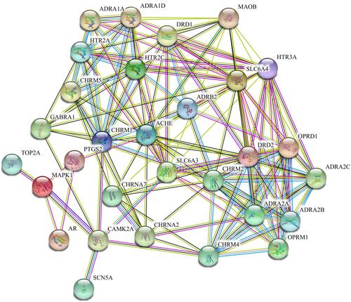 Figure 2 PPI network of the 30 overlapping target genes. Within a PPI network, each protein is represented as a node, and interactions are represented by the lines between the nodes. The number of lines linked to a given node is defined as the connectivity degree.