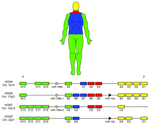 Figure 1. Mammalian Hox clusters. Thirty-nine Hox genes are arranged into four distinct chromosomal loci. During human development Hox genes are activated in a 3′ to 5′ manner within each cluster, concomitant with the development of the anteroposterior axis; Hox gene activation is color-coded based approximately on anatomical location during development. Note the presence of two miRNA families (MIR10 and MIR196) within the Hox clusters, which target many Hox genes and may contribute to the posterior prevalence phenomenon.