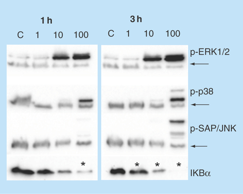 Figure 4.  Influence of the Zn2+ ion concentration on the activation of the MAPK and NFκB pathways in NCI-H460 cells.The activation of the MAPK and NFκB pathways in NCI-H460 cells was studied by western blot at two different time points (1 and 3 h) and at three different concentrations (1, 10 and 100 µg/ml) of Zn2+ ions. The expression of phosphorylated (p) proteins (p-ERK1/2, p-38 and p-SAP/JNK) is indicated along with the degradation of the IκBα inhibitor. GAPDH was used as a loading control and the bands are indicated with arrows.Statistically significant differences (p < 0.05) in the protein level compared with the control.