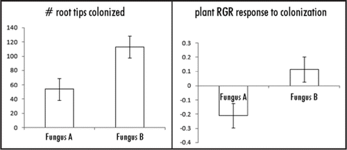 Figure 1 Differences between two fungal genotypes (A and B) in mean (+/− SE) root tip colonization and relative growth rate (RGR) response to colonization of shore pine (Pinus contorta var. contorta). Plant RGR response to mycorrhizal colonization was calculated for each mycorrhizal replicate as ln(Xm/Xm) where Xm is RGR of mycorrhizal plants and Xn is the mean RGR of non-mycorrhizal plants. RGR was calculated as [ln(Ht2) − ln(Ht1)]/days where Ht1 and Ht2 are plant heights before and after inoculation, respectively, and days is the number of growth days after inoculation. Error bars represent standard errors calculated as variation among n = 24 replicates each for Fungus A and Fungus B.