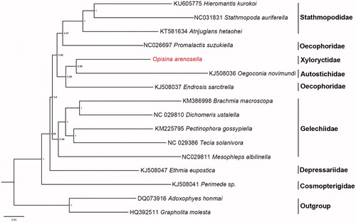 Figure 1. Bayesian inference (BI) phylogenetic tree of O. arenosella and other Gelechioidea species. Numbers on branches are Bayesian posterior probabilities.