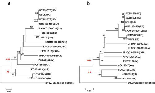 Fig. 4 Phylogenetic trees of tuf gene sequences from the previously published 19 phytoplasma strains (Table 1) using the ML method; (a) shows the tree based on the short DNA sequence (about 350 bp), (b) shows the tree based on the long DNA sequence (about 730 bp). The trees were rooted using Bacillus subtilis strain 168 (GCA:000789275)