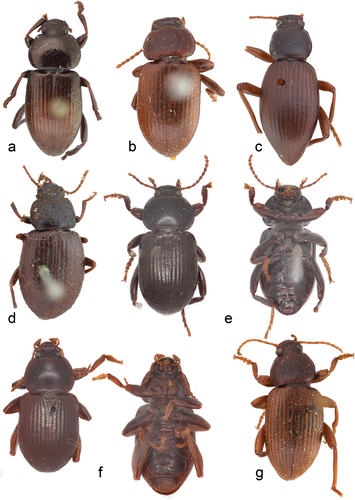 Figure 2. Type materials for representatives of Schyzoschelus (*for S. simplicipes and S. dumosicola see Figure 1(e,f) respectively). (a) S. aeneomicans (holotype), (b) S. braunsi (holotype), (c) S. jenkinsae (holotype), (d) S. karooensis (holotype), (e) S. kaszabi (left, dorsal and right, ventral) (paratype), (f) S. ladini (left, dorsal and right, ventral) (paratype) (g) S. sympatrius (holotype).