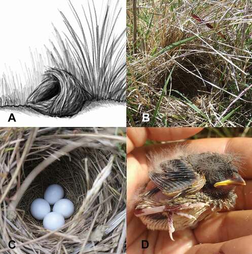 Figure 2. Profile scheme of Grassland Sparrow nest (A), empty nest (B), clutch with four eggs (C) and 6-day old nestling (D). Figures A, B and D taken by MAC. Picture C taken by E. Grim
