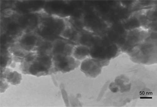 Figure 2 HRTEM image of DIBc NMOF, which indicates that the size of the NMOF is about 25–30 nm.Abbreviations: HRTEM, high-resolution transmission electron microscopy; NMOF, nano metal–organic framework.