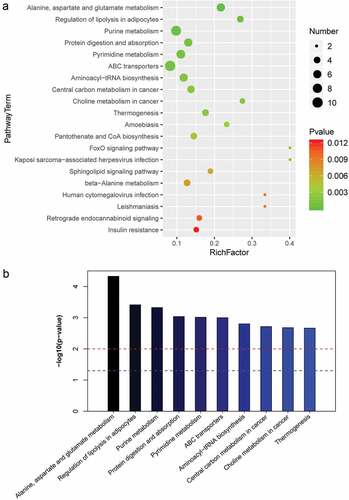 Figure 5. HICH changed metabolic pathways of the brain. (a) Bubble plot of the KEGG pathway of differentially expressed metabolites between sham and HICH groups. (b) KEGG enrichment analysis of differentially expressed metabolites between sham and HICH groups.