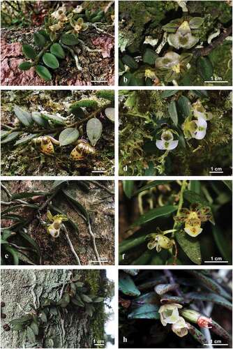 Figure 2. Comparison of Gastrochilus wolongensis (A, B) with G. sinensis (C, D),G. formosanus (E, F) and G. ciliaris (G, H). [Images C & D courtesy of Feng Li; image E referring to website (http://www7a.biglobe.ne.jp/~flower_world/Orchids/); image F cited from Kumar et al. (Citation2014); images G & H reproduced from website (http://www7a.biglobe.ne.jp/~flower_world/Orchids/)].