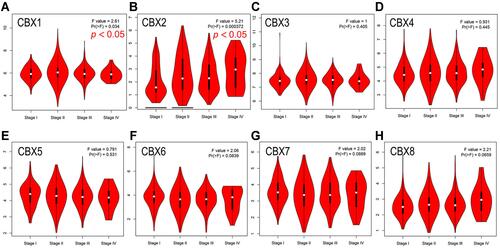 Figure 3 Correlation between CBXs expression and clinicopathological staging of BC in GEPIA. (A–H). Correlation between CBX1 (A), CBX2 (B), CBX3 (C), CBX4 (D), CBX5 (E), CBX6 (F), CBX7 (G), CBX8 (H) and clinicopathological staging of BC determined by GEPIA. CBX2 was highly correlated, followed by CBX1 also has a high correlation, while the remaining six groups were not significantly different.