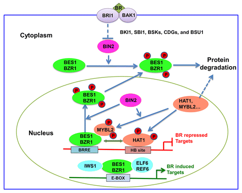 Figure 1. A proposed model for MYBL2/HAT1 functions in the BR pathway. The plants respond to BR signaling and maintain balanced levels of BES1/BZR1, MYBL2 and HAT1 to regulate BR-repressed genes. BIN2 phosphorylation can inhibit BES1/BZR1 functions but active HAT1/MYBL2 functions. Dephosphorylated BES1/BZR1 interact with phosphorylated MYBL2 and phosphorylated HAT1 to regulate BR-repressed genes expression. While MYBL2 does not bind DNA directly, BES1/BZR1 and HAT1 bind to BRRE and HB (Homeobox Binding) site, respectively, in BR-repressed gene promoters. On BR-induced gene promoters, BES1/BZR1 bound to E-box interact with other transcription factors (e.g., BIM1, MYB30, and PIF4, not shown) or regulators such as ELF6/REFCitation6 and IWS1 to activate gene expression.