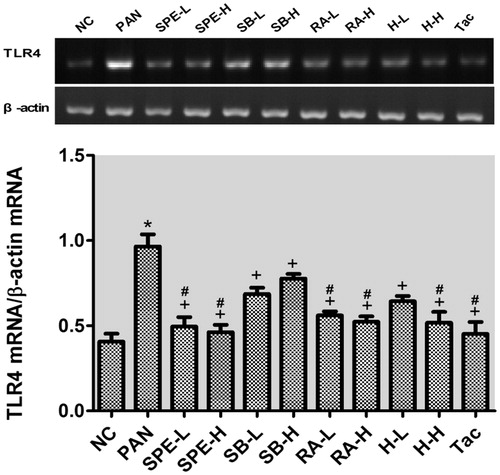 Figure 2. The effects of SPE and monomer on TLR4 mRNA levels in PAN-treated podocytes. NC, untreated control; PAN, model; SPE-L, 158 g/mL; SPE-H, 316 g/mL; SB-L, 8.5 g/mL; SB-H, 17 g/mL; RA-L, 25 g/mL; RA-H, 50 g/mL; H-L, SalB + RA (8.5 + 25 g/mL) combined; H-H, SalB + RA (17 + 50 g/mL) combined; Tac. positive control. Note: *p < .05 vs. NC; +p < .05 vs. PAN; #p > .05 vs. NC