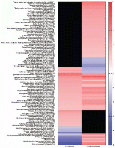 Figure 3 Heat map of KEGG gene sets from DR of female whole body and female head and thorax appear very different. Red are gene sets that are statistically significantly upregulated, blue are gene sets that are statistically significantly downregulated and black are gene sets that are not statistically significantly changed. RNA is from Canton-S (C-S) DR and high calorie fed 10-day old female whole bodiesCitation11 or only heads and thoraces. KEGG categories and scores are in Supplemental Table 3.