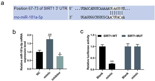 Figure 1. SIRT1 was the target gene of miR-181a-5p.