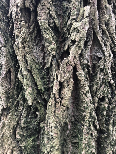 Figure 1. The black poplar’s richly textured bark.