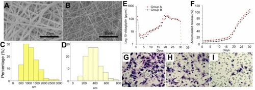 Figure 1 Morphology of high (A) and low (B) vildagliptin-eluting nanofibers, examined by scanning electron microscopy (SEM) with a magnification of 2000×. The measured mean diameters of nanofiber were 1152.9±448.8 nm (C) in group A and 365.0±135.7 nm (D) in group B (p<0.001). (Scale bar: 20 μm) (E) Daily and (F) accumulated delivery of vildagliptin from nanofibrous tubes in vitro. In vitro: transwell filter migration assay. Remarkable effect of dose on migration of ECs was noted. Ratios of migration of ECs treated with high- (G) and low- (H) dose vildagliptin eluents (day 14) to that on the control group (I) were 224±33% and 161±34%, respectively.