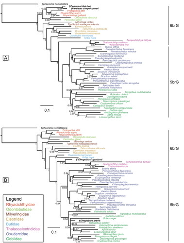 Figure 10. Results of the undated total evidence Bayesian inference analyses (50% majority-rule consensus trees). Tree based on the extant species. A, plus †Paralates bleicheri and †Paralates chapelcorneri (ASDSF = 0.003994). B, plus †Eleogobius brevis and †‘Eleogobius’ gaudanti (ASDSF = 0.008386). ASDSF, average standard deviation of split frequencies between two independent runs. Values indicate posterior probabilities; scale bars depict average number of substitutions per site and character changes per character, respectively.