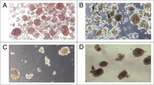 Figure 4 Gross morphology of isolated rat islets showing their comparative integrity following cryopreservation and compared with untreated control islets (A). Islets were cryopreserved using either the conventional freezing/thawing method (B) or vitrification in DP6-1,3 CHD (C) or VS55 (D).