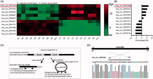 Figure 1. Identification of hsa_circ_0051240 in OC. (A) The cluster heat map of Top 5 upregulated and Top 5 downregulated circRNAs in adjacent normal tissues (n = 10) and OC tissues (n = 10). Green represents low expression; red represents high expression. Individual tissue is described as a column. (B) The fold changes (C/N) of Top 5 upregulated and Top 5 downregulated circRNAs were shown. C: OC tissue; N: adjacent normal tissue. (C) The schematic diagram alternative splicing isoforms. Convergent primers detected CEACAM5 mRNA, divergent primers detected hsa_circ_0051240. (D) Sanger sequencing verified head-to-tail splicing.