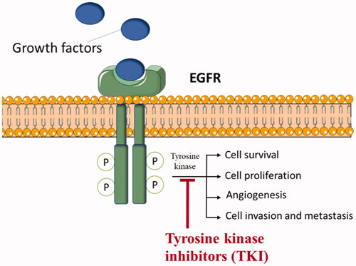Figure 1. An illustrative diagram showing the mechanism of action of TKIs as anticancer.