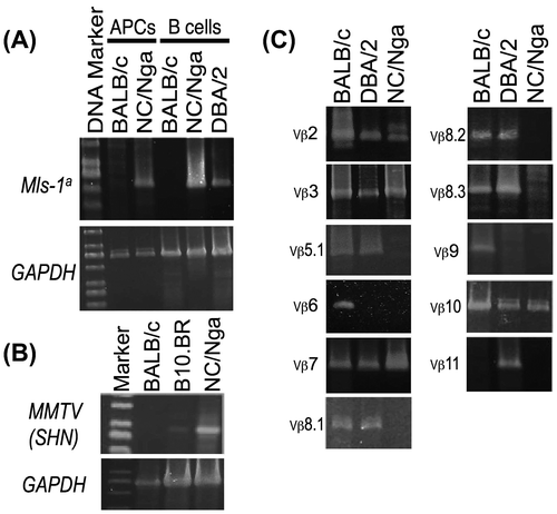 Fig. 1. The expression of TCR Vβ repertoires and endogenous superantigens in NC/Nga mice. (A) Endogenous superantigen Mls-1a-specific expression was measured by RT-PCR using APCs purified from BALB/c and NC/Nga mice and B-cells purified from BALB/c (Mls-1b), NC/Nga (unknown), and DBA/2 (Mls-1a) mice, (B) The mRNA expression of MMTV(SHN) in B-cells purified from BALB/c, B10.BR, and NC/Nga mice were measured using RT-PCR, and (c) The mRNA expression of TCR Vβ repertoires (Vβ2, Vβ3, Vβ5.1, Vβ6, Vβ7, Vβ8.1, Vβ8.2, Vβ8.3, Vβ9, Vβ10, and Vβ11) in CD4+ T-cells purified from BALB/c, DBA/2, and NC/Nga mice was measured using RT-PCR. Data are representative of two independent experiments.
