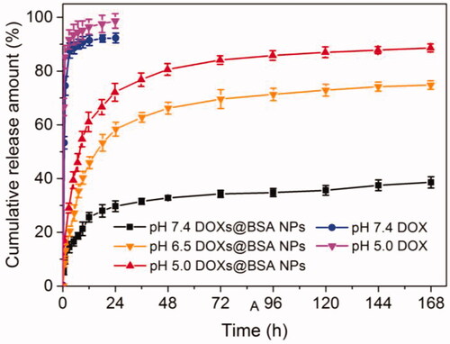 Figure 4. The in vitro release profiles of DOX from DOXs@BSA NPs in different PBS (pH 7.4, 6.5 and 5.0) solutions. The release profiles of free DOX at pH 7.4 and 5.0 were investigated and used as control (n = 3, mean ± SD).