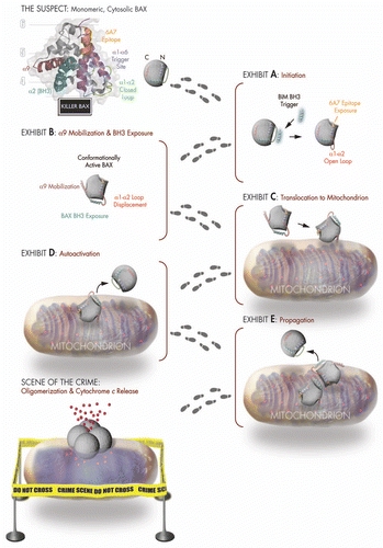 Figure 1 BH3-triggered structural reorganization drives the activation of pro-apoptotic BAX. Killer BAX is disguised as an inactive cytosolic protein (see mug shot of “The Suspect”) and is coerced to undergo a series of conformational changes upon engagement of its α1/α6 binding site (purple) by a triggering BH3 α-helix. BAX's transformation from an innocent to a guilty protein begins with displacement of its α1–α2 loop from a closed (green) to an open (red) position (Exhibit A), which reveals the 6A7 epitope (orange) and leads to mobilization of the C-terminal α9 helix (maroon) for mitochondrial translocation and exposure of the BAX BH3 death domain (cyan) (Exhibits B and C). BAX propagates its own activation through triggering interactions between the exposed BAX BH3 α-helix of fully activated monomers and the α1/α6 binding site of inactive monomers (Exhibits D and E), ultimately assembling into an elusive oligomeric pore that promotes apoptosis by releasing mitochondrial accomplices such as cytochrome c at the “Scene of the Crime.”