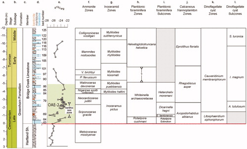 Figure 3. Lithological succession in the Bridge Creek Member of the Greenhorn Limestone Formation on the north side of the Pueblo Reservoir State Recreation area: (a) Depth below/height above base of Bridge Creek Member. (b) Chronostratigraphy. (c) Lithostratigraphy. (d) Lithology. (e) δ13Corg, data from Bowman and Bralower (Citation2005). (f) Ammonite zones after Kennedy and Cobban (Citation1991), Cobban (Citation1993) and Kennedy et al. (Citation2000). Note that the Watinoceras devonense, Pseudaspidoceras flexuosum and Vascoceras birchbyi units are often treated as subzones of a Watinoceras coloradoense Zone or Watinoceras spp. Zone in published literature. (g) Inoceramid bivalve zonation by Walaszczyk and Cobban in Kennedy et al. (Citation2000). (h) Planktonic foraminifera from Caron et al. (2005) and Keller and Pardo (Citation2004). (i) Subzones from Keller and Pardo (Citation2004). There is a difference between Keller and Pardo (Citation2004) and Caron et al. (2005) on the base of Helvetoglobotruncana helvetica. This difference is marked by the vertical line in the figure. (j) Nannofossil zones are from Bralower (Citation1988) and Bralower and Bergen (Citation1998). (k)–(l) Dinoflagellate cyst zones and subzones are from this paper.
