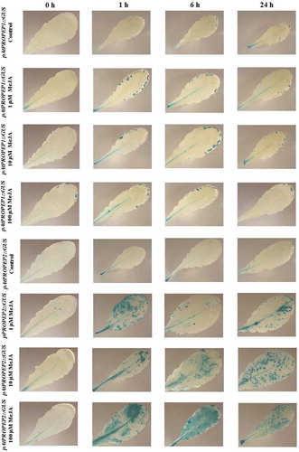 Figure 3. Patterns of GUS staining in leaves of Arabidopsis carrying pAtPROPEP1::GUS and pAtPROPEP2::GUS reporter constructs, treated with Methyl Jasmonate (MeJA). 0 h: 0 time point; 1 h: one hour after treatment; 6 h: six hours after treatment; 24 h: 24 hours after treatment.