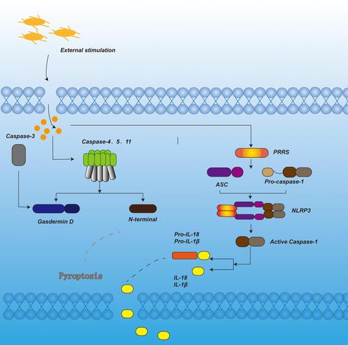 Figure 1 In the canonical pyroptosis signaling pathway, under the stimulation of bacteria, viruses and other signals, the pattern recognition receptor in the cell acts as a sensor to recognize these signals. Through the adaptor protein ASC, it binds to the precursor of Caspase-1 to form a multi-protein complex and activate Caspase-1. Activated Caspase-1 cleaves Gasdermin D to form peptides containing the nitrogen-terminal active domain of Gasdermin D, induce cell membrane perforation, cell rupture, release of contents, and cause inflammation. On the other hand, activated Caspase-1 cleaves the precursors of IL-1β and IL-18 to form active IL-1β and IL-18, which are released to the outside of the cell to recruit inflammatory cells to aggregate and expand the inflammatory response. In the non-canonical pyroptosis signaling pathway, under the stimulation of bacteria and other signals, Caspase-4, 5, and 11 are activated. The activated Caspase-4, 5, and 11 cleave Gasdermin D to form a peptide containing the nitrogen-terminal active domain of Gasdermin D. On the one hand, it induces cell membrane perforation and cell Rupture, release the contents and cause inflammation. On the other hand, it induces the activation of Caspase-1, cleaves the precursors of IL-1β and IL-18, forms active IL-1β and IL-18, and releases them to the outside of the cell, recruits inflammatory cells to aggregate, and expands inflammation reaction. In apoptotic-like pyrolysis, caspase-3 cuts GSDME, promotes the recruitment of GSDME-N domain to the cell membrane, induces the formation of cell membrane pores, and leads to pyroptosis.