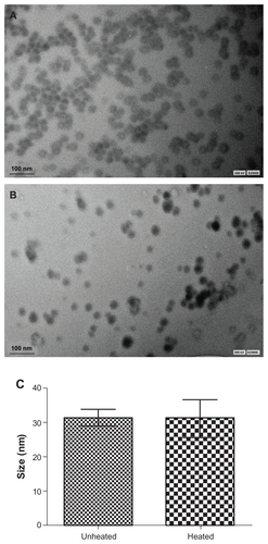 Figure S1. Impact of heat treatment on size and structure of 31 nm selenium nanoparticles. (A) Unheated precursor selenium nanoparticles. (B) Precursor selenium nanoparticle solution after heating at 60°C for 40 minutes. (C) Size before and after heat treatment.Note: Data are presented as the mean ± standard deviation (n = 70).