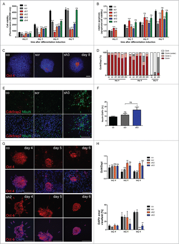 Figure 6 (See previous page). Accumulating proliferation defect and apoptosis of neurally differentiating mESC. (A) Cell viability and (B) relative apoptosis of neurally differentiating mESC. Severely affected cell viability in clones with strongly downregulated Cdk5rap2 (sh1, sh2) as well as in clone sh3, becoming clearly apparent at day 5 after neural differentiation induction. Significant increase of apoptosis in clone sh1 on days 2 and 3 after differentiation induction. (C) Representative Immunofluorescence pictures at day 8 depicting the typical loss of Oct4-positivity (red) in control and scramble cell groups, while Cdk5rap2-downregulated clones still contained Oct4-positive cells in their center; DNA was stained with DAPI (blue). Scale bar 100 μm. (D) Oct4 quantification of undifferentiated (day 0) mESC and at day 5 and 8 of neural differentiation (n = 3 per group, 2-way ANOVA, Bonferroni's Multiple Comparison Test). No significant differences in Oct4 staining were detected between the undifferentiated clones. At day 5 after differentiation induction, in clone sh3 significantly less cell groups were Oct4-positive (***P < 0.001), but significantly more cell groups with Oct4-positive cells in the center (**P < 0.01) were present compared to the control mESC. At day 8, in clone sh3 significantly less cell groups were Oct4-negative (***P < 0.001) compared to control/scramble mESC and significantly more were Oct4-positive (*P < 0.05) or had Oct4-positive cells in their center (***P < 0.001). No premature loss of Oct4-positivity was detected in Cdk5rap2-downregulated mESC. (E) In control and scramble cultures, NeuN-positive Neurons (green) were distributed harmoniously in the periphery of rosette-formations on day 15, while in downregulated clones they arranged in abnormal clusters (clone sh3, similar results for sh4, data not shown); Cdk5rap2 (red), DAPI (blue); confocal pictures, scale bar 50 μm. (F) Quantification of NeuN-positive cells relative to DAPI at day 15 after neural differentiation induction revealed an increase of NeuN-positive mature neurons in clone sh3. (G) No premature spontaneous differentiation of Cdk5rap2-depleted mESC. At day 6 after withdrawal of mLIF, cells in sh2 were still Oct4-positive (red), while most cells in the control were already Oct4-negative at day 5; DNA was stained with DAPI (blue). Immunofluorescence pictures, scale bars 50 μm. (H) Quantification of Oct4-positive cells during spontaneous differentiation after withdrawal of mLIF and amount of cells determined indirectly by measurement of DAPI-positive area per view field. At day 4 after withdrawal of mLIF no significant differences could be found between the control, scramble and shRNAi clones sh2 and sh3. At day5 and 6 the relative amount of Oct4-positive cells was significantly increased in the Cdk5rap2 strongly downregulated clone sh2, whereas the number of all DAPI-positive cells was dramatically reduced. Results for the clone with intermediate Cdk5rap2 downregulation (sh3) showed the same trend, but were not significant.
