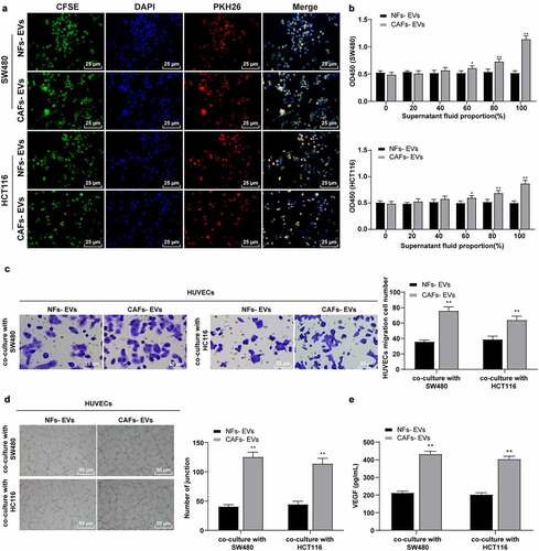 Figure 2. EVs promoted the proliferation, migration, and angiogenesis of HUVECs induced by colon cancer cells. COAD cell lines SW480 and HCT116 were cultured and co-incubated with CAFs-EVs or NFs-EVs for 24 h. (a) The uptake of EVs was observed using immunofluorescence. Then, SW480 and HCT116 cells in different EVs treatment groups were co-cultured with HUVECs. (b) The proliferation of HUVECs was measured using CCK-8; (c) The migration was detected using Transwell assay; (d) The number of connections was measured to quantify the tube formation of HUVECs; (e) The VEGF content in HUVECs supernatant was detected using ELISA. Three cell tests were performed and the data were expressed as mean ± standard deviation. Independent t test was used for comparison among multiple groups. *P < .05, **P < .01.