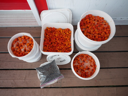 Figure 1. Hand-picked St-Augustin bakeapples frozen for the long winter months. Photo by the author, 2013.