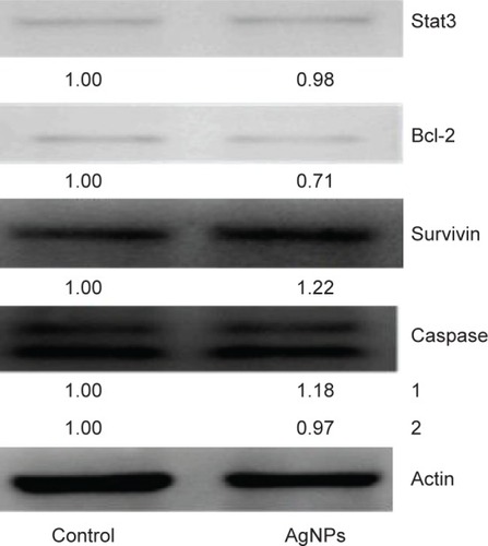 Figure 5 Effects of AgNPs on the expression of phosphorylated stat3, bcl-2, and caspase in H1299 cells.Abbreviation: AgNPs, silver nanoparticles.