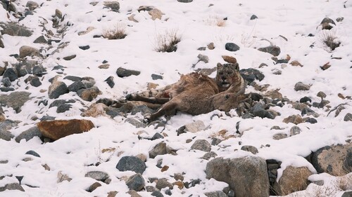 Figure 4. A snow leopard and its blue sheep (bharal) prey. Photo by Jigmat Lundup.