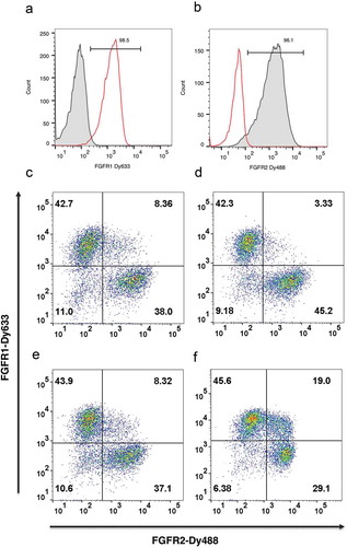 Figure 2. Nuclease-directed integration of single copy antibody genes. HEK293 cells transfected with either plasmid αFGFR1-pD6 or αFGFR1-pD6 (50:50 mix) were introduced via TALE nuclease into the AAVS locus of HEK293 cells, selected for blasticidin resistance for 13 days and stained with either FGFR1-Dy633 (a) or FGFR2-Dy488 (b). Plots show single color histogram overlaying anti-FGFR1 and anti-FGFR2 transfected cells. Dot plot shows dual staining to detect binding to FGFR1 (y-axis) and FGFR2 (x-axis). Samples are: (c) 300 ng donor, CRISPR/Cas9 via Amaxa; (d) 100 ng donor, CRISPR/Cas9 via Amaxa; (e) 300 ng donor, TALEN via Amaxa; (f) 300 ng donor, TALEN via PEI transfection.