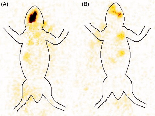 Figure 6. Gamma scintigraphy static whole-body images after 6 h of administration (A) optimized BSF sol–gel system (B) BSF suspension.