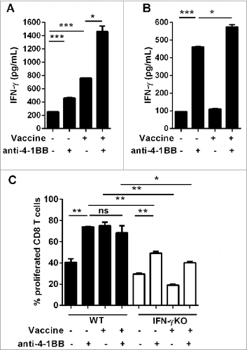 Figure 4. Direct 4–1BB signaling promotes CD8+ T cell effector function and proliferation in vitro. C57BL/6 wild-type (WT) mice or interferon γ (Ifn) knockout (IFNγKO) mice were challenged with 1 × 105 Eμ-myc 4242 tumor cells, some of which were then vaccinated on day 7 (n = 3 per group). Whole splenocytes (A) or MACS-purified CD8 T cells (B, C) were isolated one day post-vaccination and cultured in vitro for 3 d, supplemented with IL-2, with or without addition of 5 μg/mL anti-4–1BB monoclonal antibody (mAb). (A–B) IFNγ secretion into the culture supernatant was measured by ELISA. (C) Cell proliferation was calculated from levels of carboxyfluorescein succinimidyl ester (CFSE) dilution indicated as the percentage of CFSE low cells relative to the undivided CFSE-labeled lymphocyte peak. All data show mean ± SEM; *P < 0.05; **P < 0.01; ***P < 0.001; ns = not significant, unpaired t-test).