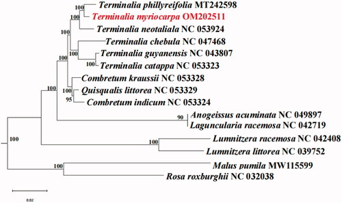 Figure 1. Maximum-likelihood phylogenetic tree was reconstructed by RAxML based on complete plastid genome sequences from 11 Combretaceae species (T. myriocapra in this study and 10 previously reported species). Numbers on branches are bootstrap support values.