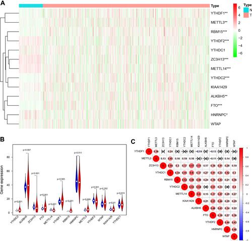 Figure 1 Expression levels of m6A RNA methylation regulators in RCC. (A) Heatmap of the expression of 13 m6A RNA methylation regulators in RCC tissues compared to normal tissues. (B) Violin plots of the expression of the 13 regulators in RCC. (C) Spearman correlation analysis of the 13 regulators in RCC. *P<0.05, **P<0.01, and ***P<0.001.