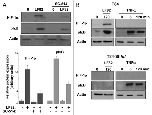 Figure 5. HIF-1α and NFκB signalings are interconnected. (A) protein gel blot analysis (upper panel) showed the effect of IKK-2 inhibitor (SC-514, 100 μM) added one hour prior the infection with AIEC LF82 (MOI of 10) on HIF-1α protein level. Quantification of immunoblot, using ImageJ software, (lower panel) demonstrated that blocking IKK-2 kinase activity results in a partial inhibition of HIF-1α protein expression. Data are expressed as the mean of amount of protein expression ± s.e.m. (n = 3). (B) Immunoblot showing HIF-1α and phosphorylation of IκB in T84 and T84-Shhif-1α cells infected for a 2 h period with AIEC LF82 bacteria (MOI = 10) or treated with TNFα for 45 and 120 min. The total actin level was monitored as a control for equal protein loading. This result highlights the ability of LF82 bacteria to induce phosphorylation of IκB in a HIF-1α dependent manner.