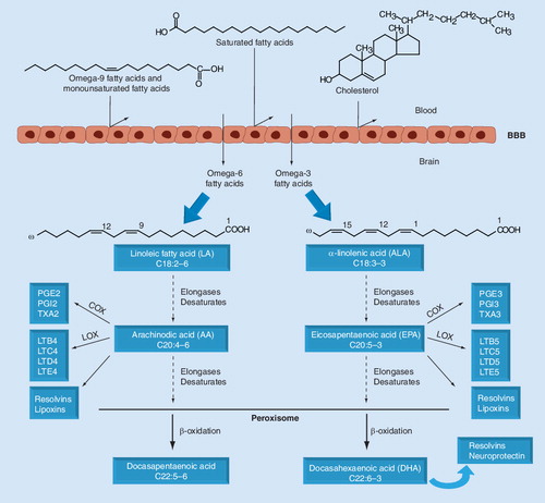 Figure 1. Metabolic pathways of omega-3 and omega-6 fatty acid synthesis.LA and ALA are converted to long-chain fatty acids through reactions of desaturation and elongation. The synthesis of DHA requires the passage of precursor fatty acids into the peroxisome, where they suffer one cycle of β-oxidation to produce DHA. The AA and EPA fatty acids synthesize prostanoids and leukotrienes by the enzymes COX and LOX, respectively. AA, EPA and DHA can also synthesize resolvins, proteins that have neuroprotective functions. These reactions occur primarily in the liver, but they can also take place in the brain, once omega-3 and omega-6 are transferred by the BBB.AA: Arachinodic acid; ALA: α-linolenic acid; COX: Cyclooxygenase; DHA: Docasahexaenoic acid; EPA: Eicosapentaenoic acid; LA: Linoleic acid; LTB4: Leukotriene B4; LTB5: Leukotriene B5; LTC4: Leukotriene C4; LTC5: Leukotriene C5; LTD4: Leukotriene D4; LTD5: Leukotriene D5; LTE4: Leukotriene E4; LTE5: Leukotriene E5; LOX: Lipoxygenase; PGE2: Prostaglandin 2; PGE3: Prostaglandin 3; PGI2: Prostacyclin I2; PGI3: Prostacyclin I3; TXA2: Thromboxane A2; TXA3: Thromboxane A3.